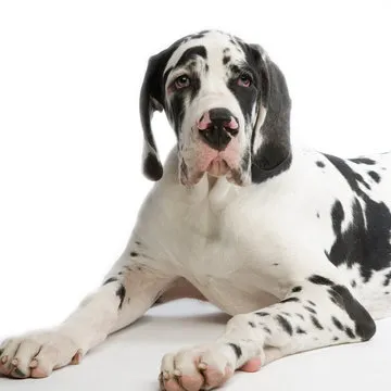 葡超足球直播 口碑用户